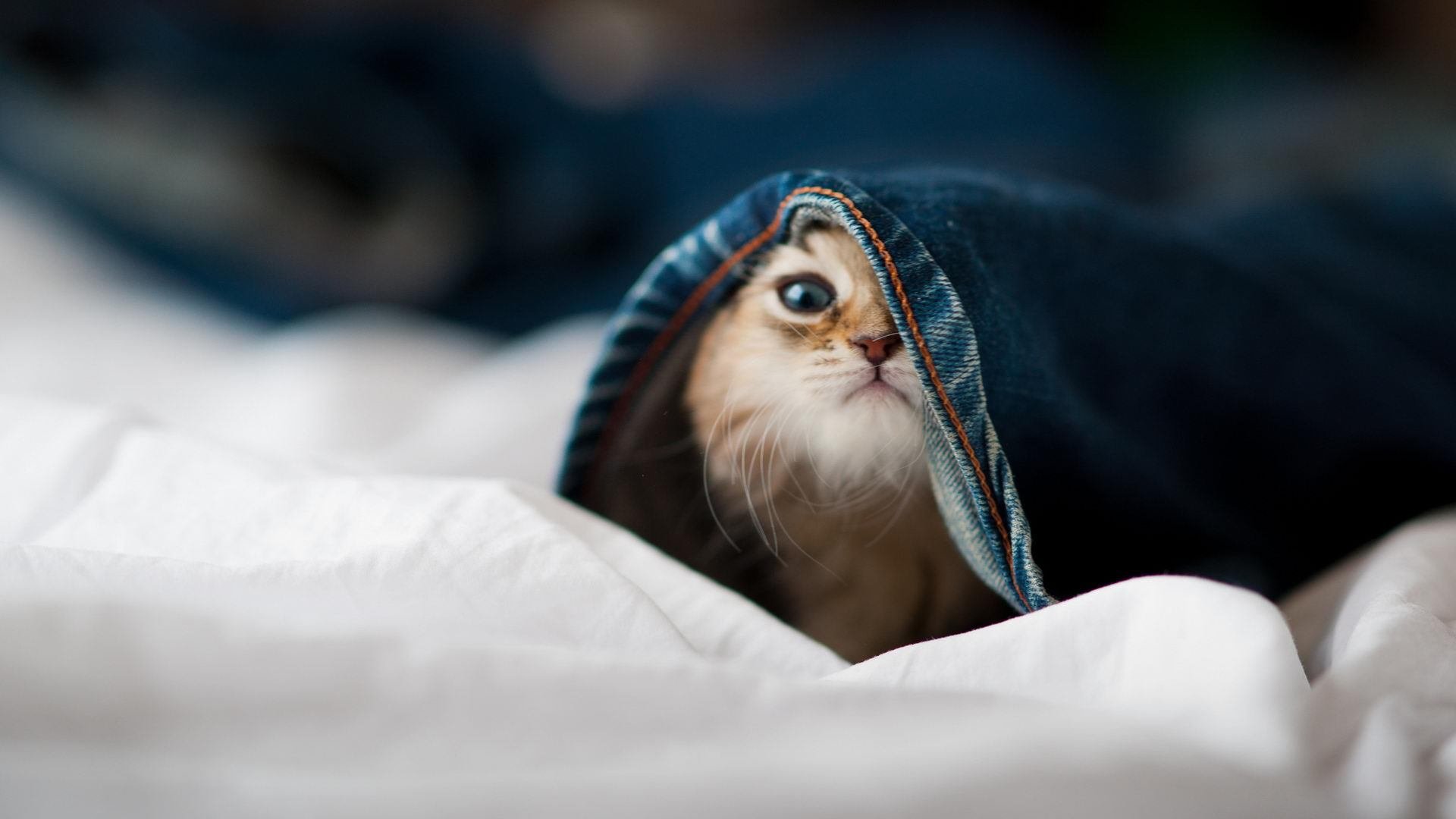 切尔西加强高位逼抢提升防线厚度，切尔西太强了